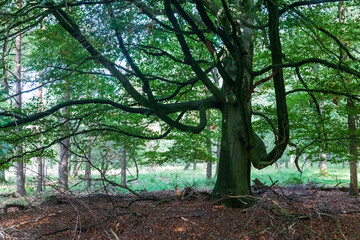 Mächtiger Baum im Nationalpark Dwingelderveld in den Niederlanden