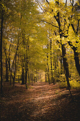 yellow forest autumn