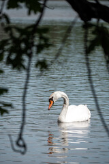 Obraz premium Swan on the Love pond, South Bohemia