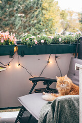 A red-haired cat relaxing in armchair on cosy balcony. Comfort home zone. Autumn