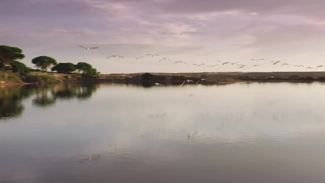 Scenery shot of flock of flamingos flying over Quinta do Lago, Algarve, Portugal, Europe. Residential houses located at shore of lake. Exotic birds migrating in warm countries, 4k footage
