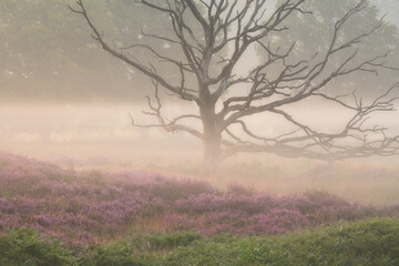 Obraz na płótnie Canvas A beautiful misty morning at the Kampina with the heather in bloom. The Kampina is a nature reserve in Noord-Brabant where it is lovely to walk and to photograph.