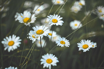 a few daisies in the field, a blurry background