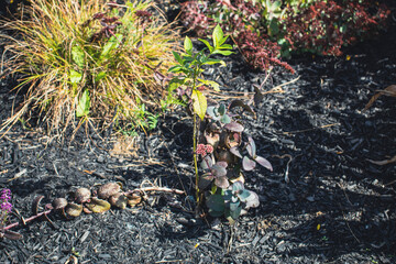 Outside in fall autumn in Vermont