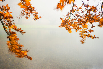 Scena con dei rami di alberi con foglie gialle mosse dal vento in una giornata nebbiosa. Autunno. Novembre. Foliame. Foglie.