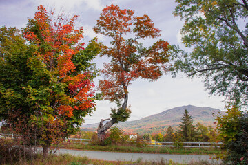 Outside in fall autumn in Vermont