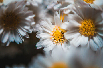 daisy flower closeup