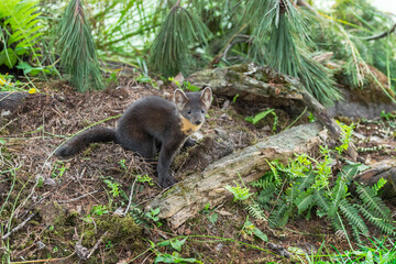 American Pine Marten (Martes americana) Kit Sits in Ground Clutter Summer