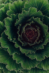 Obraz premium decorative cabbage Piglon Piglon