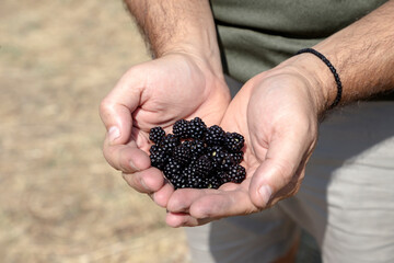 Man's hands hold a delicious blackberry (Rubus fruticosus) close-up.