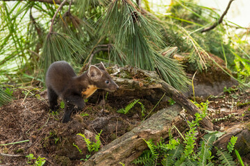 American Pine Marten (Martes americana) Kit Steps Right Past Wood and Ferns Summer