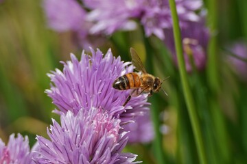 Une abeille qui butine une fleur de ciboulette