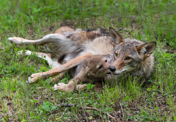 Naklejka na ściany i meble Coyote (Canis latrans) Pup Licks at Adults Face Summer