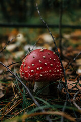 fly agaric mushroom