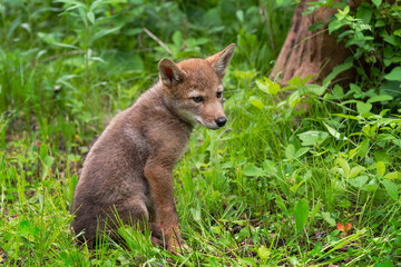 Naklejka na ściany i meble Coyote Pup (Canis latrans) Sits in Grass Facing Right Summer