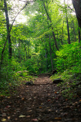 Fototapeta premium Trail Path in the Lush Green Forest Woods during Spring 