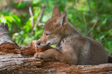 Coyote Pup (Canis latrans) Lies on Log Facing Left Ears Back Summer