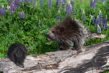 Porcupine (Erethizon dorsatum) Walks Down Log Towards Porcupette Summer