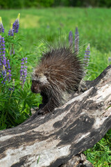 Porcupine (Erethizon dorsatum) Steps Along Log Summer
