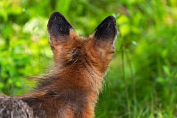 Red Fox (Vulpes vulpes) Looks View From Behind Summer