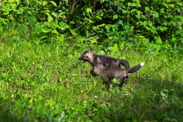 Red Fox (Vulpes vulpes) Kits Run Through Grass and Weeds Summer
