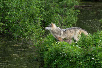 Fototapeta premium Grey Wolf (Canis lupus) and Pup Look Left Across Water Summer