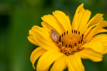 a beetle and a heliopsis blooms beautifully on the lawn. High quality photo
