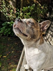 The head of a Chibull dog, Frenchie dog is enjoying the Sun. Crossbreed between French bulldog and chihuahua.