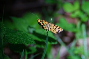 Papillon petite violette