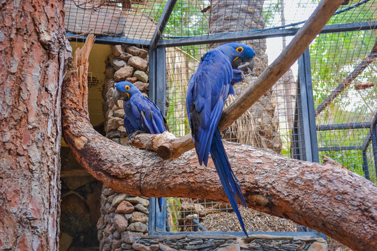 Spix's Macaw. His Species Is No Longer Found In The Wild.