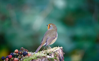 Eurasian robin perched on a log in a woodland location