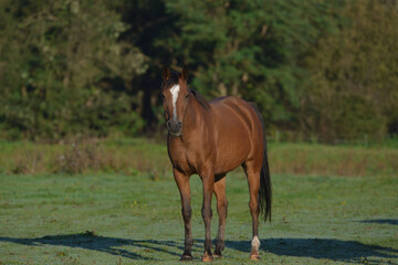 Fototapeta premium Pferd