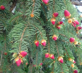 Fir-tree branches with kidneys in the spring.