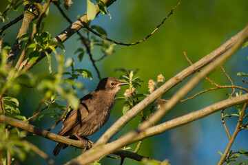 starling in the branches of a tree