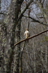 Hawk near Charlotte, North Carolina