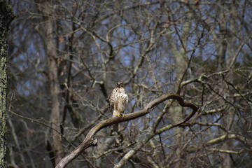 Hawk near Charlotte, North Carolina