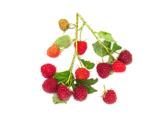 Branches of ripe red raspberries. Lots of raspberries with leaves isolated on white