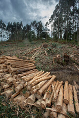 Stacked tree trunks in a freshly cut forest of Eucalyptus globulus. Family: Myrtaceae.