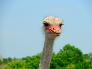 Head of ostrich bird