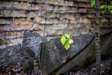 devastation broken glass on the ground autumn leaf