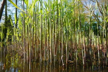 Fototapeta premium reeds in the sunlight on the edge of a forest lake
