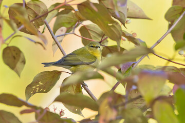 yellow bird on a branch of tree