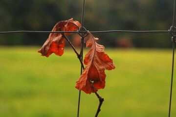 Suchy liść  dębu zawieszany na na płocie. A dry oak leaf hung on a fence.