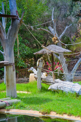 Gee's golden langur also known as simply the golden langur