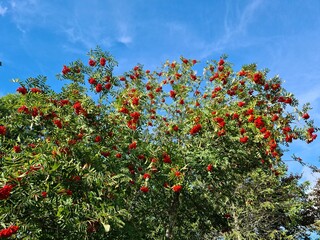 Bright red small rowan berries flaunt on the branches in early autumn - obrazy, fototapety, plakaty