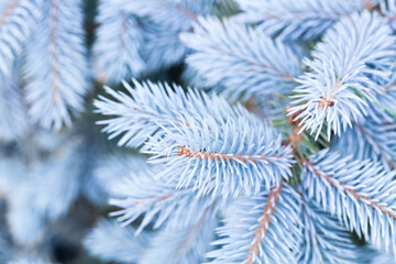 Naklejka na ściany i meble Light blue spruce branches with frost and snow