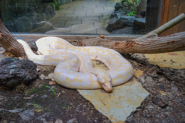 Yellow and white striped Albino Darwin python snake 