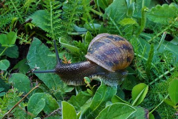 Escargot gris dans le jardin