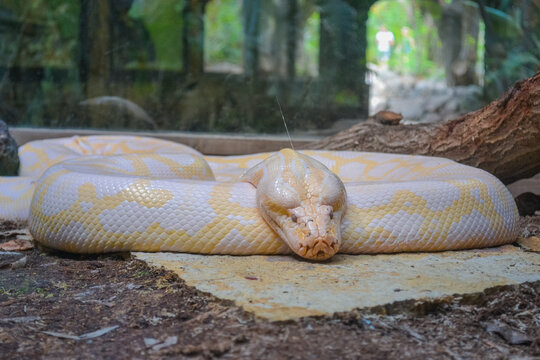 Yellow and white striped Albino Darwin python snake 