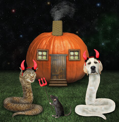 A dogsnake labrador and a beige catsnake in red devil horns are near a pumpkin house for Halloween...